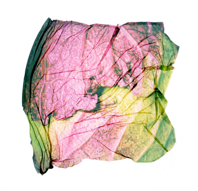 Kitchen Artwork - Polaroid Emulsion Lift Cabbage - 12x12 inches