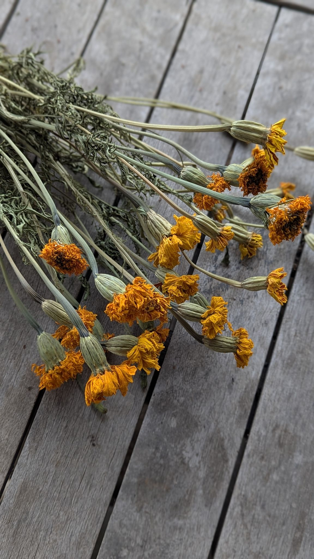Fleurs séchées de Tagète
