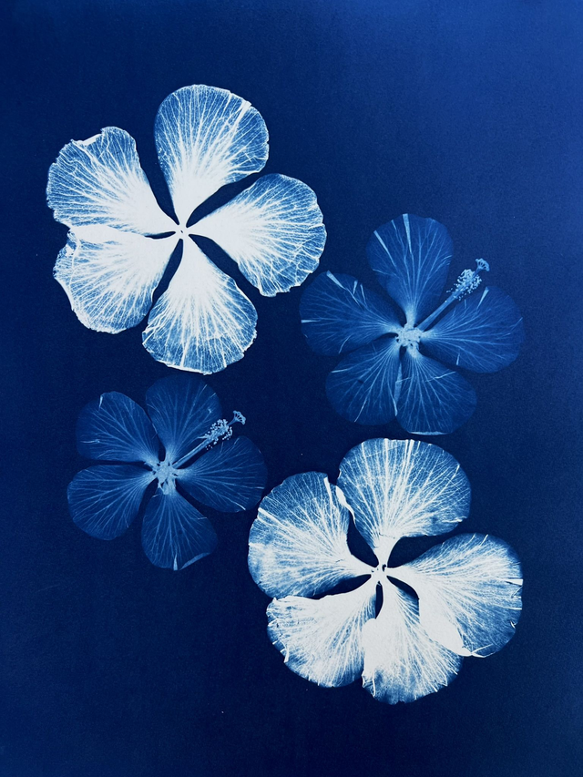 &quot;Hibiscus&quot; Cyanotype original