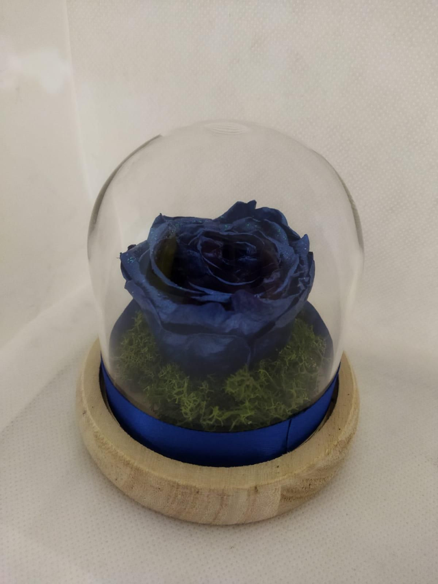 Rosa blu inglese stabilizzata