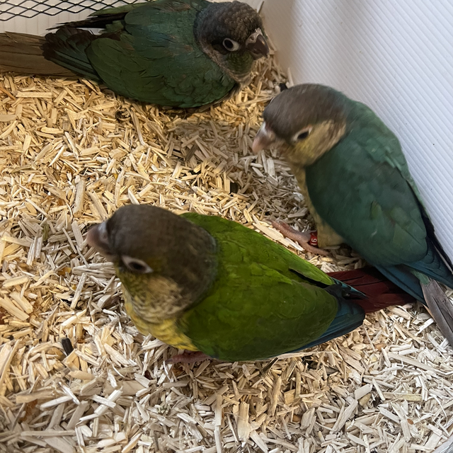 Super Tame Baby Conures 
