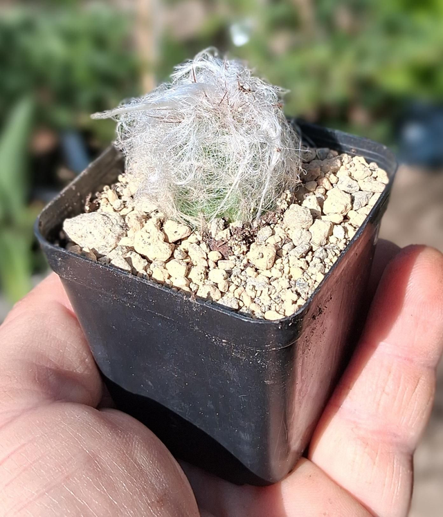 D143 . Oreocereus Celsianus Trollii in quadro 5.5