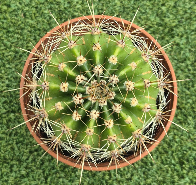 Echinopsis oxygona - Easter Lily Cactus 