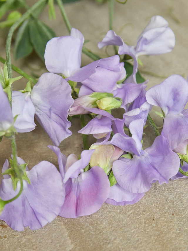 Pois de senteur Sunshine 'mix pastel'