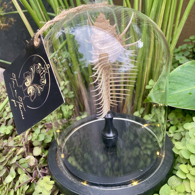 Globe lumineux coquillage peigne de Vénus