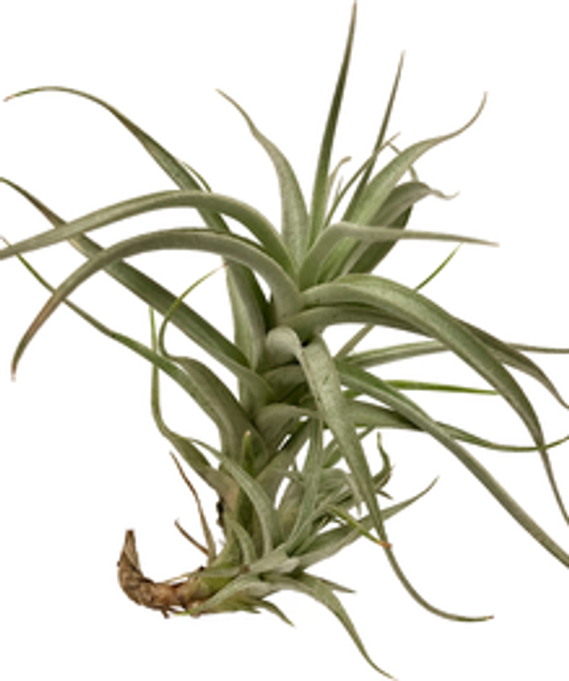 Tillanddsia albida