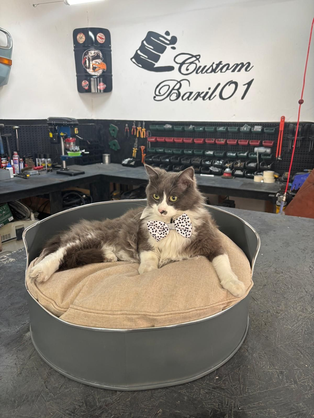 Panier pour chat où chien