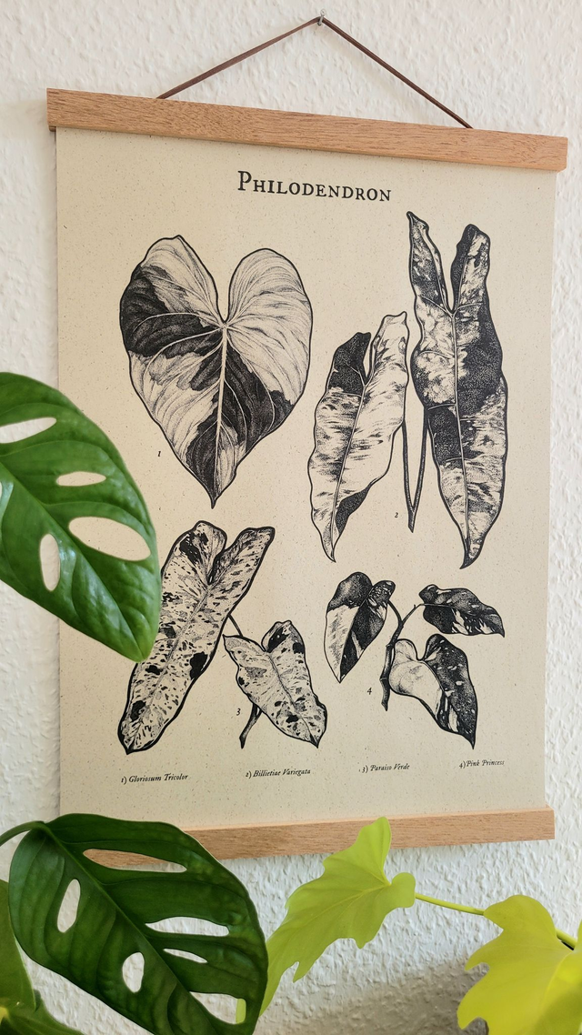 Philodendron Kombi Nr. 1