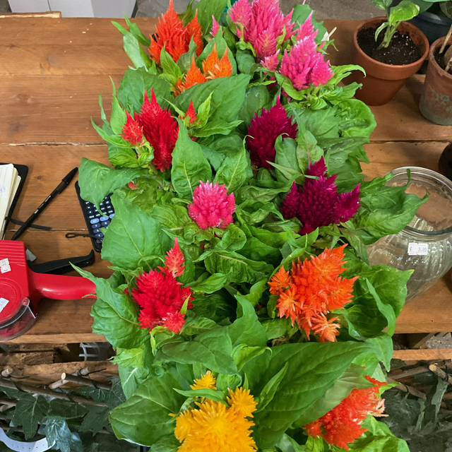 Celosia plu ov