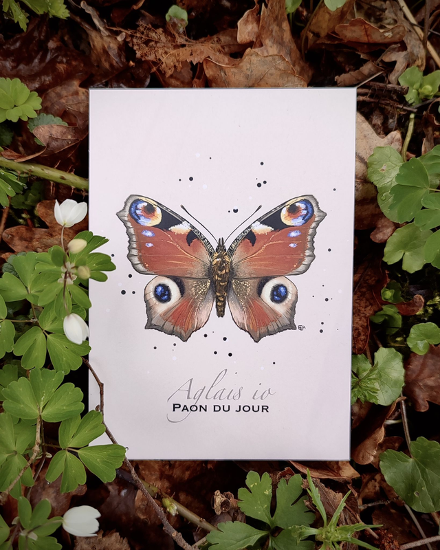 Paon du jour - Carte format A6
