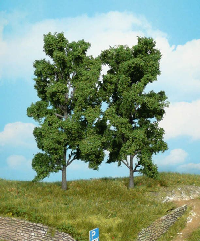 2 hêtres 18cm Héki 1912