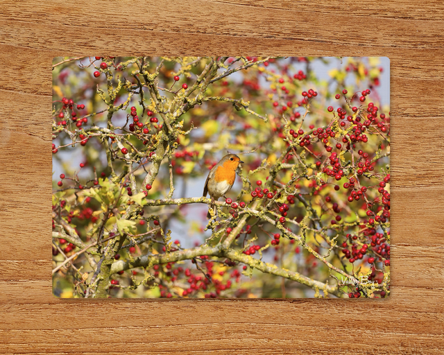 "Robin Amongst the Berries" Glass Worktop Saver  