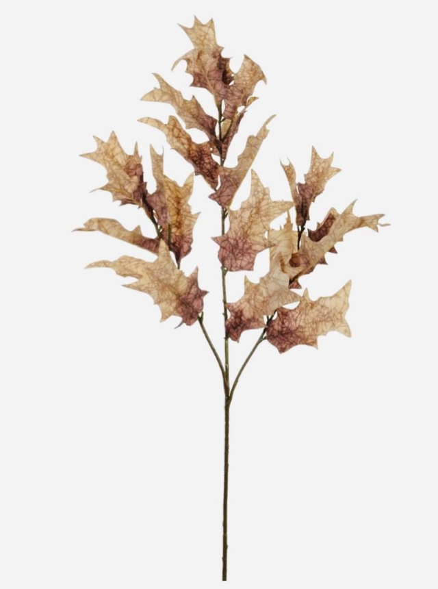 Dried Touch Fall Branch