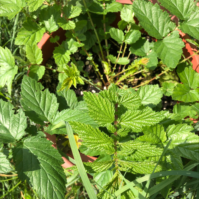Reine des prés AB - Filipendula ulmaria