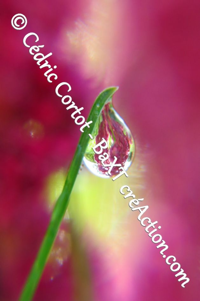 Impression sur alu dibond - Rosée et gouttes de pluie (ref 7311)