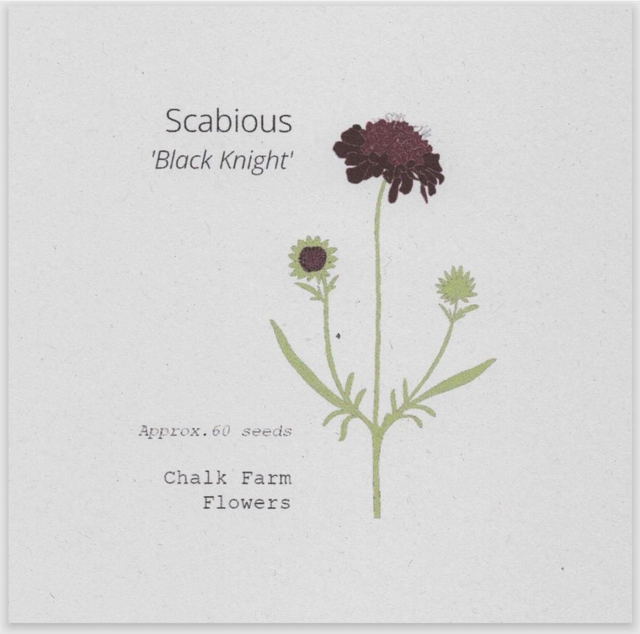 Scabious Black Knight