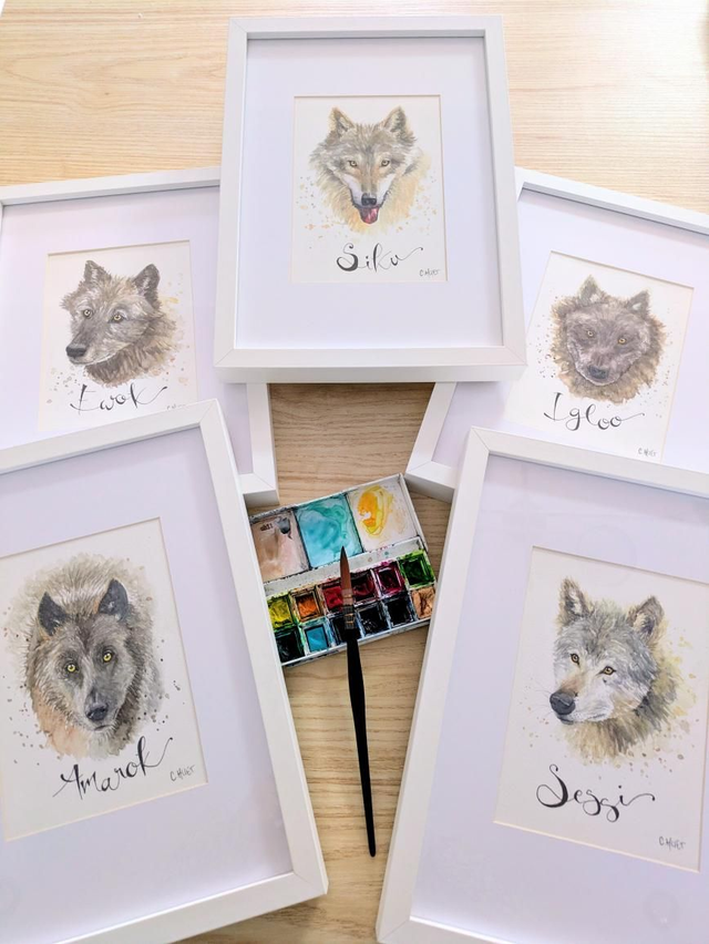 Portrait de loup gris à l'aquarelle, 5 modèles