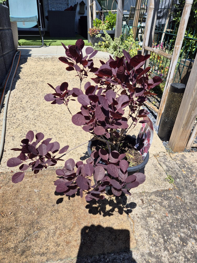 Cotinus coggygria Lilla pot 5L