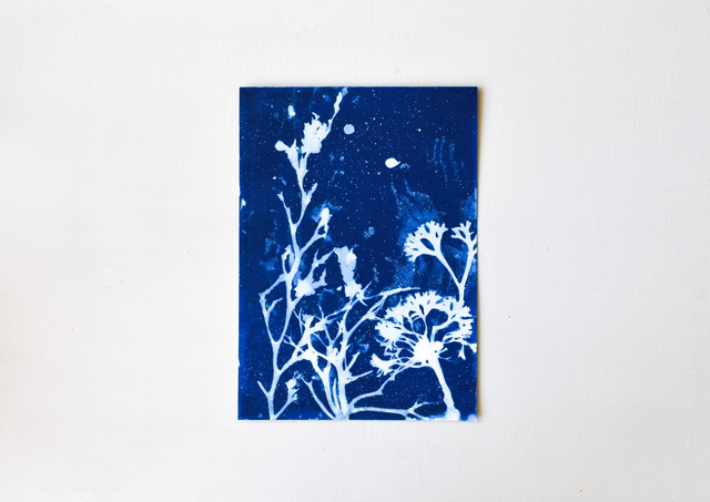 Algae - Aquarium 2.1 - A4 