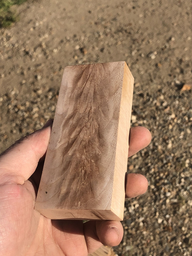 Fourche d’érable sycomore