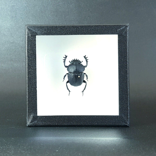 Scarabaeus catenatus