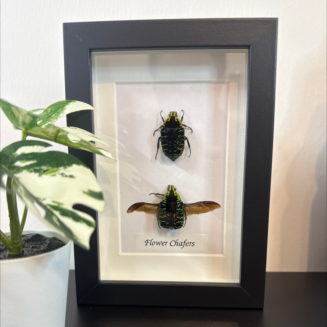 Flower Chafers 