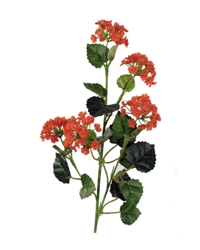 LANTANA  NARANJA