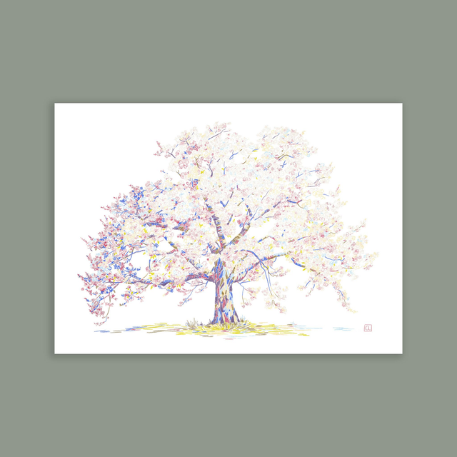 Carte postale - Sakura