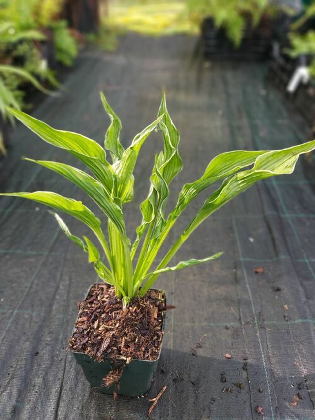 Hosta 'Praying Hands' 1 litre