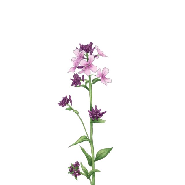 Sweet Rocket 'Purple'