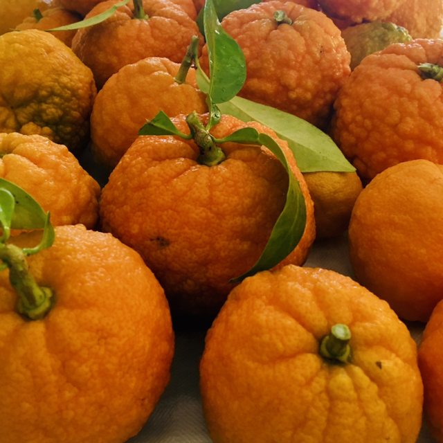 Marmellata di Arance Amare