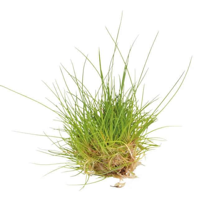 Easygrow Eleocharis Acicularis 8715897322457
