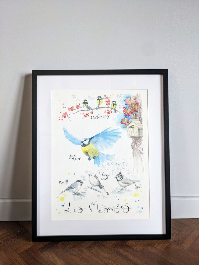 Planche naturaliste moderne mésanges à l'aquarelle