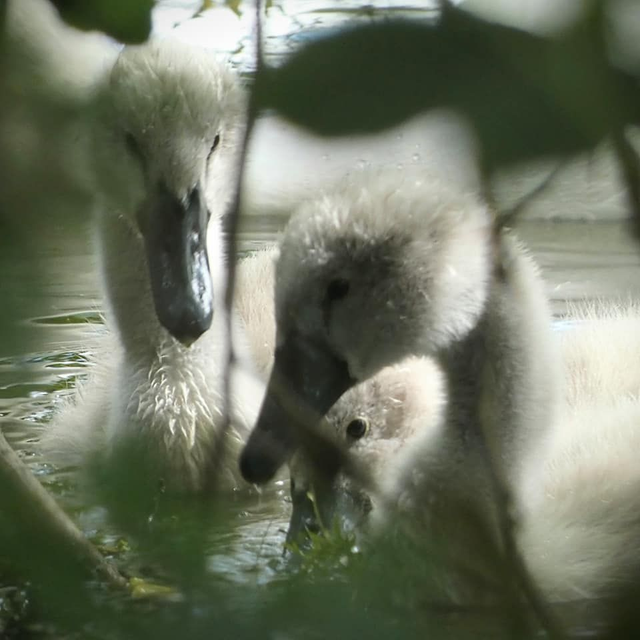 'Cygnets'