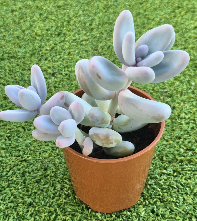 Sedum &#039;Craigii&#039; (Rare)
