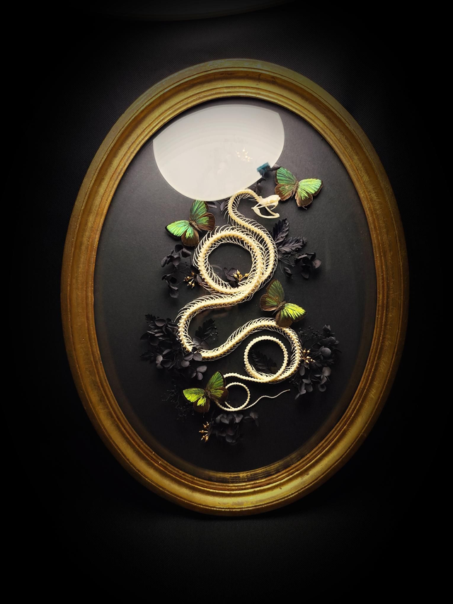 Cadre Vintage Serpent &amp; Papillons &quot;Arhopala eumolphus&quot;