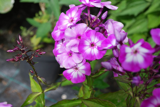 Phlox paniculata Laura 1L