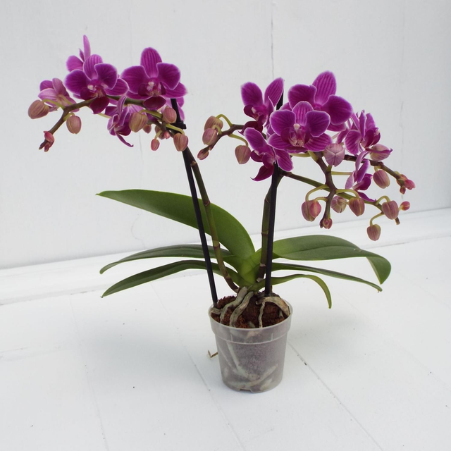 Mini Orchid