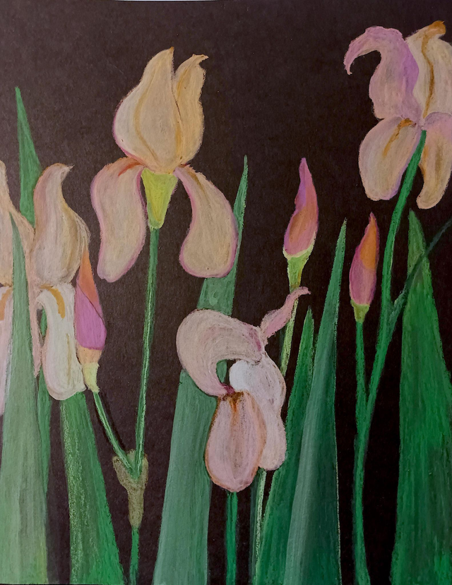 Iris