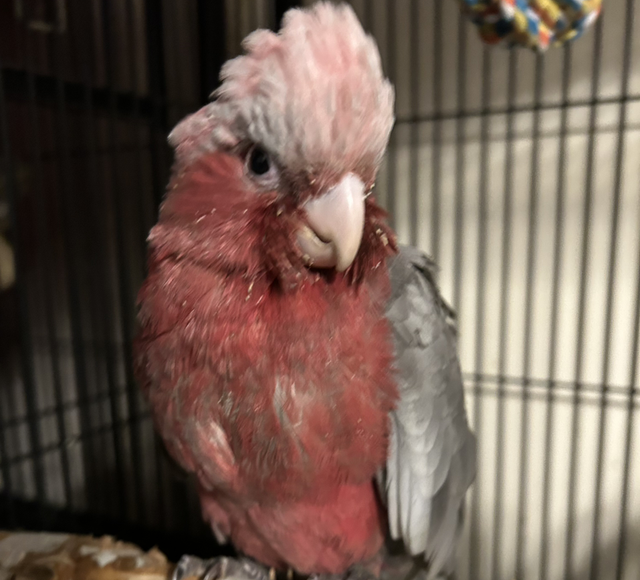 Hand Reared Baby Galah Cockatoos