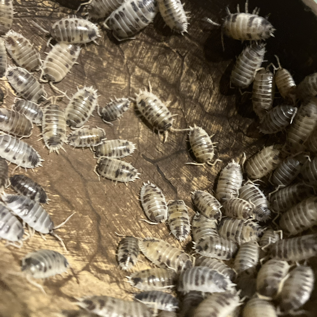 Giant Dairy Cow Isopods 