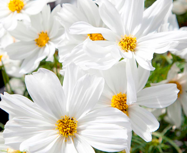 Cosmos Apollo White