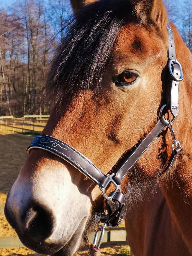 Licol &quot;Éclipse&quot; - noir &amp; argent