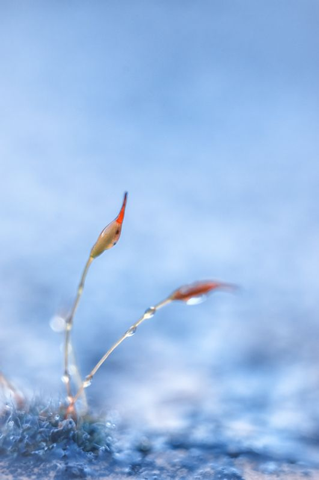 FEERIE-008 - Ganconer 