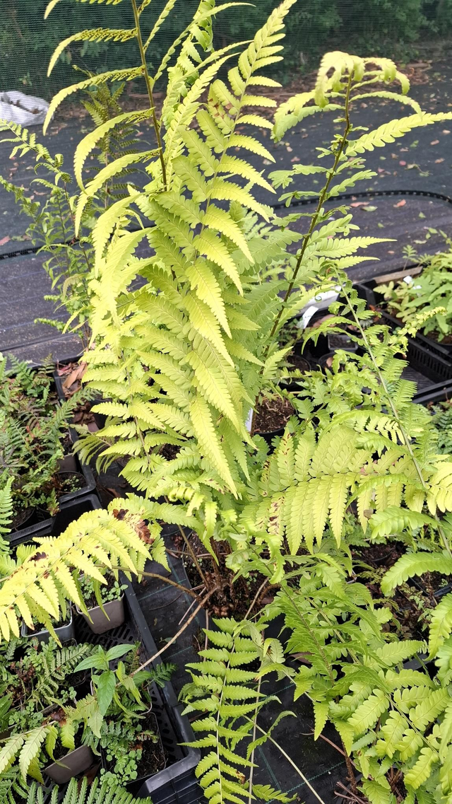 Dryopteris X australis - Dixie Wood Fern