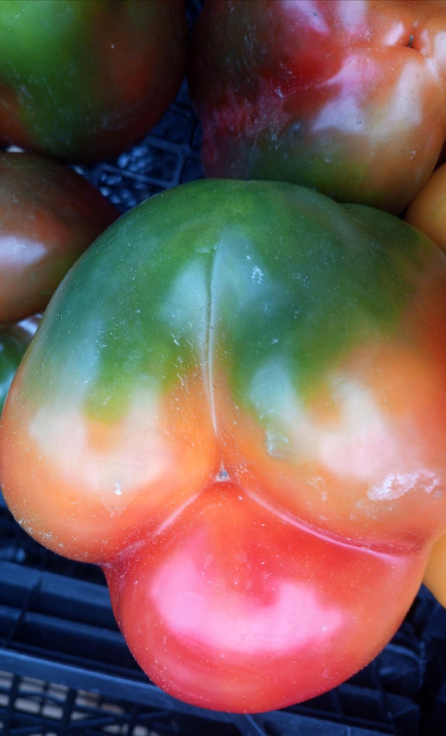 Pimiento California entreverado