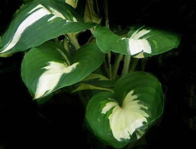 Hosta 'Christmas Candy' 1 litre