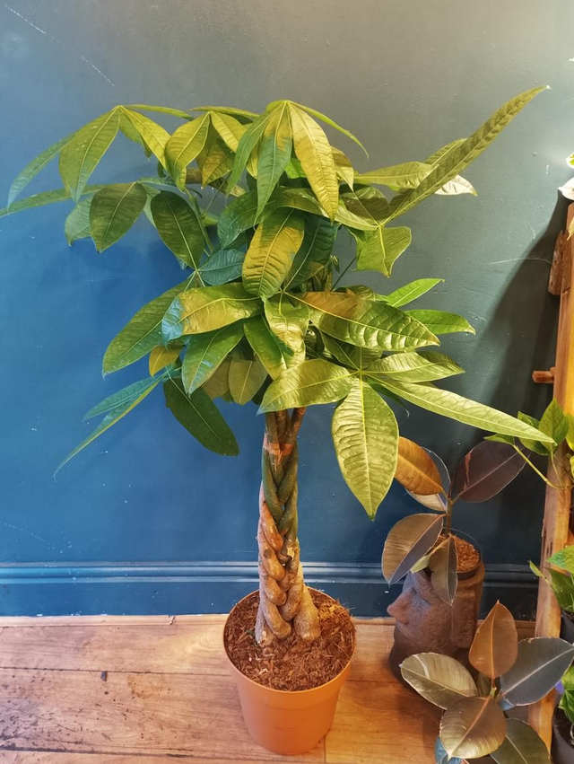 Pachira aquatica in 27cm pot 130cm tall 