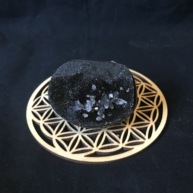 SEPTERIA SAUVAGE - Galet 2 [Madagascar]