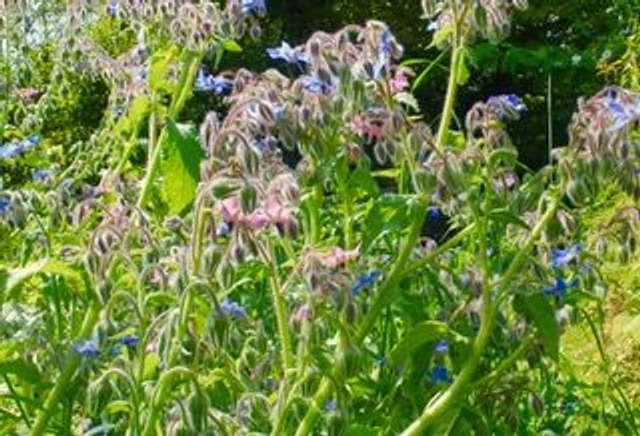 Borage, Pink &amp; Blue 